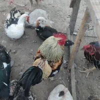 خروس|حیوانات مزرعه|فاضل آباد, |دیوار