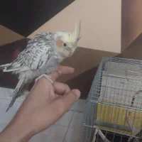 عروس هلندی ماده دستی|پرنده|محمدشهر, سیدآباد|دیوار