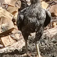 خروس لاری قلم سبز جوان