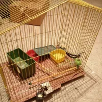 سالم در حد|لوازم جانبی حیوانات|تهران, دانشگاه شریف|دیوار