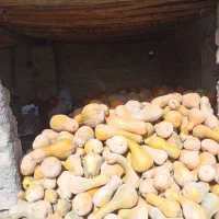 کدو|خوردنی و آشامیدنی|میاندوآب, |دیوار