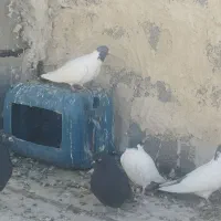 دورح|پرنده|اردبیل, |دیوار