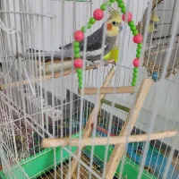 عروس هلندی