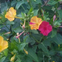 جویای کار هستم