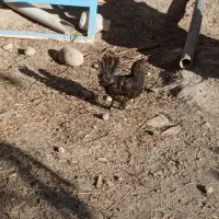 تخم مرغی|عمده‌فروشی|بم, |دیوار