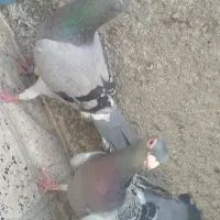 قره سبز سبزپولکی