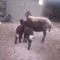 گوسفند دوقلو بره دار جوان