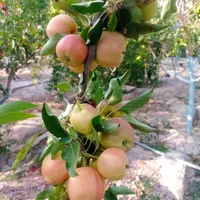 باغ ویلا دنج، متراژ بالا، قیمت مناسب|فروش خانه و ویلا|ماهدشت, |دیوار