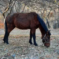 اسب ۳سال اخته