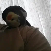 عروس هلندی سخنگو و‌مولد