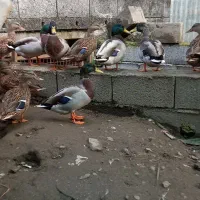 اردک پروازی