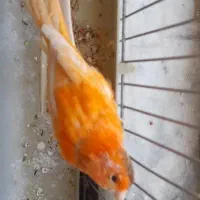 قناری نر|پرنده|فولادشهر, C5|دیوار