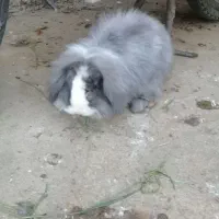 خرگوش لوپ نر|موش و خرگوش|علیآباد کتول, |دیوار