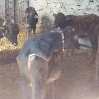 گوساله‌نر‌وماده‌