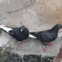 کفتر دم سفید