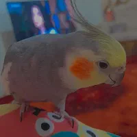 عروس هلندی نر سخنگو