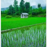 برنج  تولکی شوشتر شلتوک