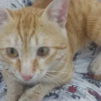 گربه گمشده|حیوانات|آبادان, |دیوار