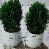 فروش گلهای آپارتمانی و حیاطی|گل و گیاه طبیعی|جهرم, |دیوار