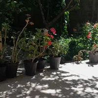 اجاره روزانه/هفتگی/ سوئیت (خانه) دربستی درسلطانیه|اجارهٔ کوتاه‌مدت آپارتمان و سوئیت|سلطانیه, |دیوار