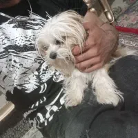 سگ شیتزو|سگ|آذرشهر, |دیوار