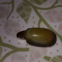 سنگ های  کم یاب گوری