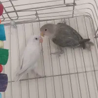 طوطی برزیلی