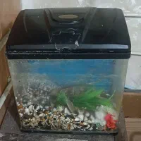 آکواریوم شیشه خم شرکتی