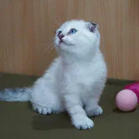 بچه گربه اسکاتیش فولد نر و ماده
