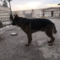 سگ ژرمن شپرد نر|سگ|آفتاب, |دیوار