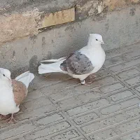 یک جفت دوکت. درمبارکه.|پرنده|مبارکه, |دیوار