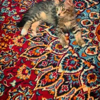 واگذاری گربه