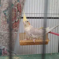 عروس هلندی زیبا