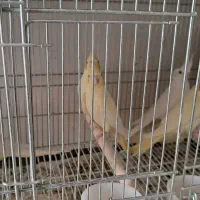 عروس هلندی لوتینو