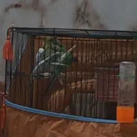 مرغ عشق|پرنده|بندر ماهشهر, |دیوار