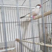 فنچ نرگسی|پرنده|بوشهر, |دیوار