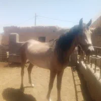 اسب عرب