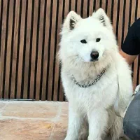 سگ ساموئید ۲ ساله