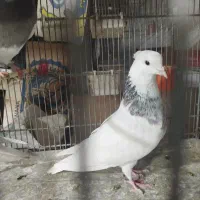 طوقی درجه یک