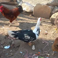 اردک اسرائیلی