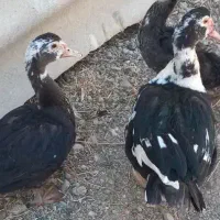 اردک اسرائیلی|حیوانات مزرعه|صحنه, |دیوار