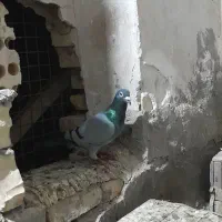 پلاکی سبزکویت