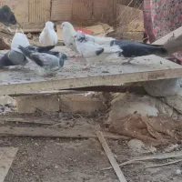 کفتر|پرنده|قم, نیروگاه|دیوار