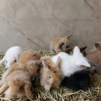 بچه خرگوش مینی لوپ هلندی مینیاتوری/همراه با مشاوره|موش و خرگوش|اصفهان, بوستان ناژوان|دیوار