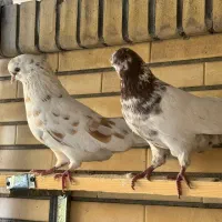 کبوتر پرشی|پرنده|سیرجان, |دیوار