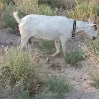 بز صلاله ماده