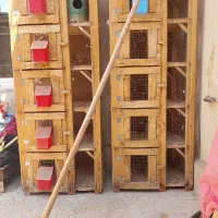 جفت کن کبوتر