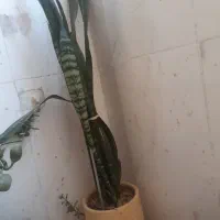 گل باگلدان