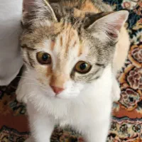 سه تا بچه گربه