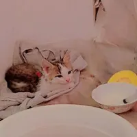 بچه گربه|گربه|مراغه, |دیوار